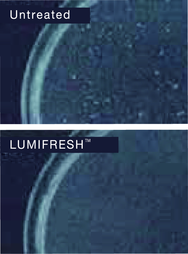 Figure 2: Bacterial reproduction (after 18 hours)